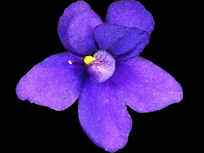 (image for) Mermaid (A&R)